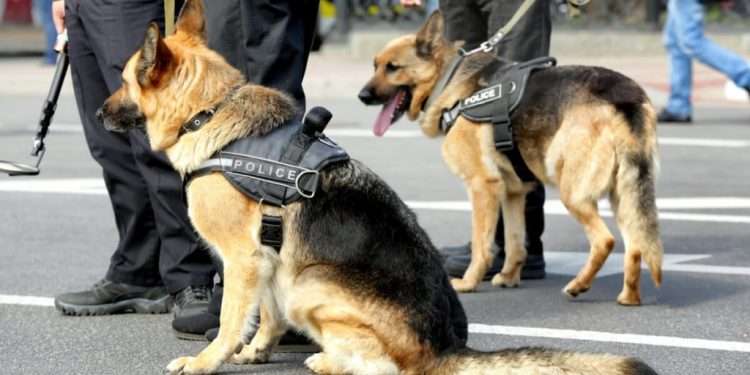 Karyawan UMR menangis! Gaji anjing pelacak di SCBD capai Rp15 juta per bulan