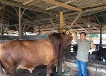 Presiden Prabowo sumbang 36 ekor sapi kurban untuk Sumut, termasuk jenis Limosin seberat 1,6 ton