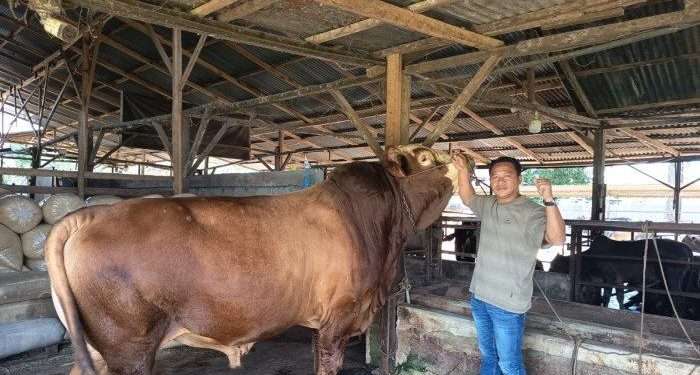 Presiden Prabowo sumbang 36 ekor sapi kurban untuk Sumut, termasuk jenis Limosin seberat 1,6 ton