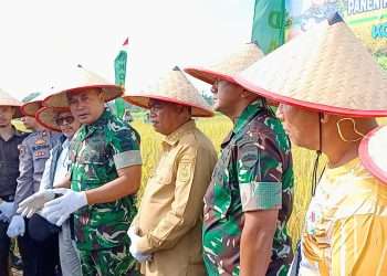 Pangdam I/BB Panen Padi Super di Sergai: Cetak Hasil 12 Ton per Hektar!