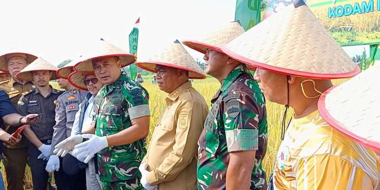 Pangdam I/BB Panen Padi Super di Sergai: Cetak Hasil 12 Ton per Hektar!