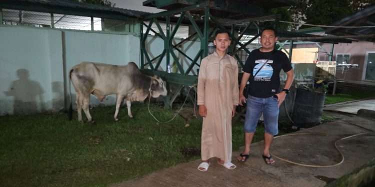 Sambut Idul Adha 1446 H, PT Macan Sejahtera Cahaya serahkan hewan kurban ke Yonzipur 1/DD