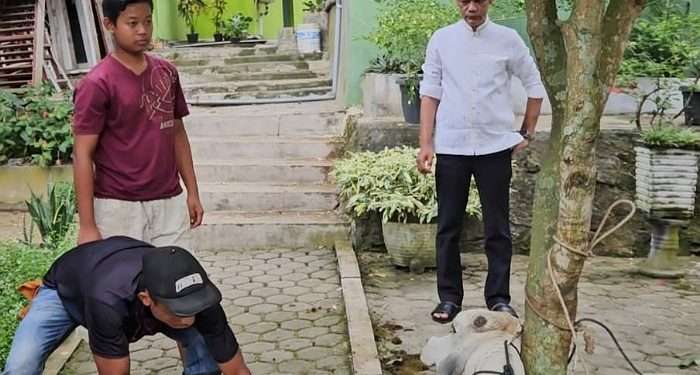 Maknai Idul Adha 1446 H, SMK Swasta Al Washliyah 2 Perdagangan sembelih hewan kurban dan bagikan daging ke warga