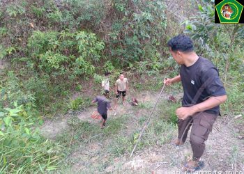 Gerak Cepat! Satpam PT Macan Sejahtera Cahaya Gagalkan Pencurian Tandan Sawit Oleh OTK di PT Gandaerah Hendana