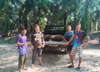 Aksi Tanggap Satpam PT MSC, 216 Kg TBS Berhasil Diselamatkan dari Aksi Pencurian di PT Gandaerah Hendana