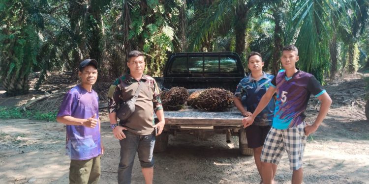 Aksi Tanggap Satpam PT MSC, 216 Kg TBS Berhasil Diselamatkan dari Aksi Pencurian di PT Gandaerah Hendana