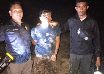 11 Tandan Diselamatkan, Satpam PT MSC Ringkus Pencuri TBS di PT Gandaerah Hendana
