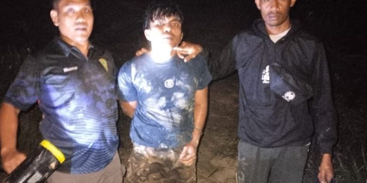 11 Tandan Diselamatkan, Satpam PT MSC Ringkus Pencuri TBS di PT Gandaerah Hendana