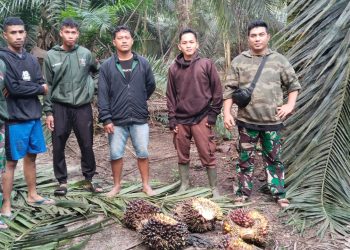 Satpam PT Macan Sejahtera Cahaya Tunjukkan Taringnya, Gagalkan Pencurian TBS di PT Gandaerah Hendana