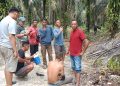 Dua Pencuri Brondolan Sawit Ditangkap Satpam PT Macan Sejahtera Cahaya di PT Gandaerah Hendana