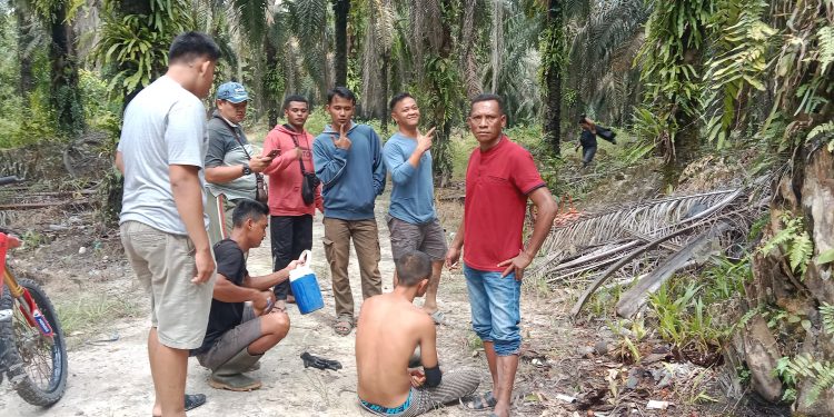 Dua Pencuri Brondolan Sawit Ditangkap Satpam PT Macan Sejahtera Cahaya di PT Gandaerah Hendana