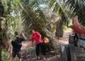 Satpam PT Macan Sejahtera Cahaya Gagalkan Aksi Pencurian TBS di PT Gandaerah Hendana