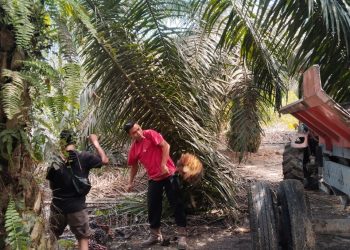 Satpam PT Macan Sejahtera Cahaya Gagalkan Aksi Pencurian TBS di PT Gandaerah Hendana