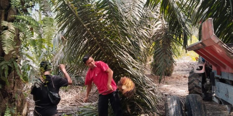 Satpam PT Macan Sejahtera Cahaya Gagalkan Aksi Pencurian TBS di PT Gandaerah Hendana