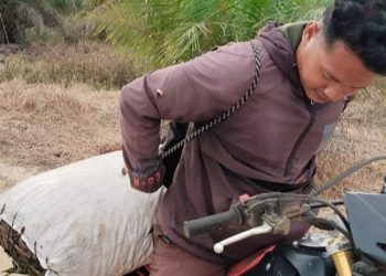 Tim Keamanan PT Macan Sejahtera Cahaya Gagalkan Pencurian Sawit di PT Gandaerah Hendana