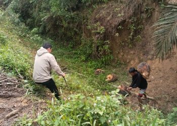 Sigap dan Tangguh, Tim Keamanan PT Macan Sejahtera Cahaya Gagalkan Pencurian Sawit di PT Gandaerah Hendana