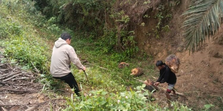 Sigap dan Tangguh, Tim Keamanan PT Macan Sejahtera Cahaya Gagalkan Pencurian Sawit di PT Gandaerah Hendana
