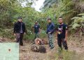 Pagi Buta, Tim Keamanan PT Macan Sejahtera Cahaya Gagalkan Upaya Pencurian TBS