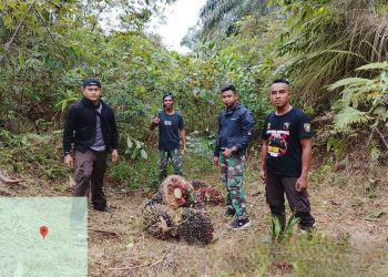 Pagi Buta, Tim Keamanan PT Macan Sejahtera Cahaya Gagalkan Upaya Pencurian TBS