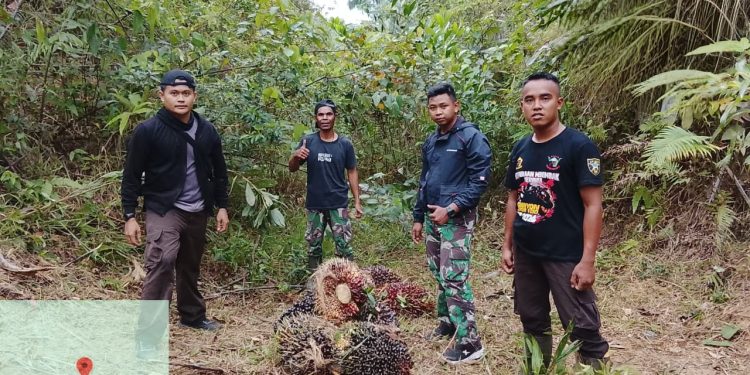 Pagi Buta, Tim Keamanan PT Macan Sejahtera Cahaya Gagalkan Upaya Pencurian TBS