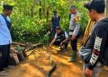 Petani 73 Tahun Tewas Setelah Duel Lawan King Kobra 4 Meter di Sukabumi
