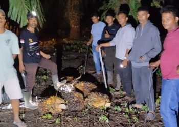 Lagi, Tim Keamanan PT Macan Sejahtera Cahaya Gagalkan Aksi Pencurian TBS di PT Gandaerah Hendana