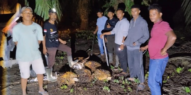 Lagi, Tim Keamanan PT Macan Sejahtera Cahaya Gagalkan Aksi Pencurian TBS di PT Gandaerah Hendana