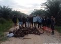 Tim Keamanan PT Macan Sejahtera Cahaya Selamatkan Ratusan Kilogram TBS dari Aksi Pencurian