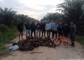 Tim Keamanan PT Macan Sejahtera Cahaya Selamatkan Ratusan Kilogram TBS dari Aksi Pencurian