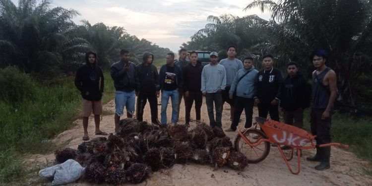 Tim Keamanan PT Macan Sejahtera Cahaya Selamatkan Ratusan Kilogram TBS dari Aksi Pencurian