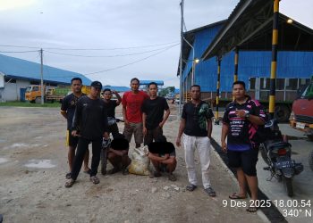 Patroli Ketat, PT Macan Sejahtera Cahaya Berhasil Amankan Pelaku Pencurian Sawit