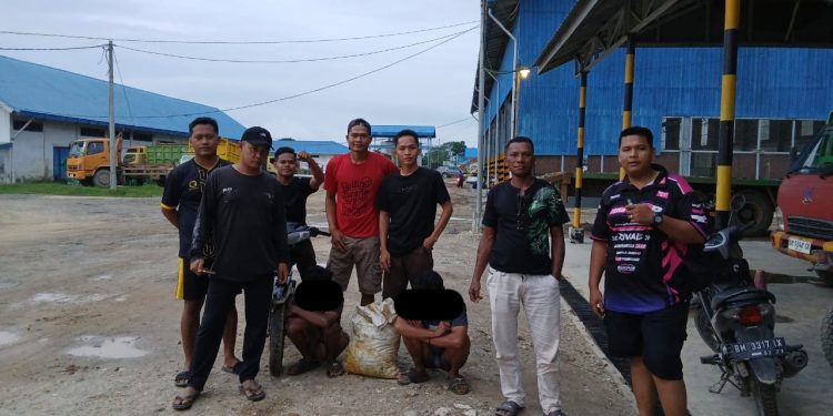 Patroli Ketat, PT Macan Sejahtera Cahaya Berhasil Amankan Pelaku Pencurian Sawit