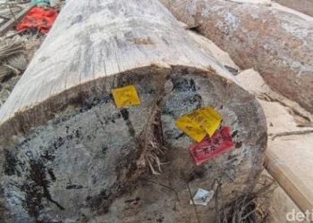 Ribuan Batang Kayu Asal Sumbar Berhamburan di Pantai Lampung, Ada Label Kemenhut