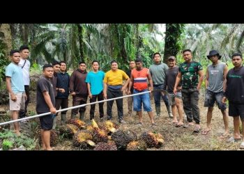 Sigap Berpatroli, Tim Keamanan PT Macan Sejahtera Cahaya Gagalkan Pencurian Sawit oleh OTK