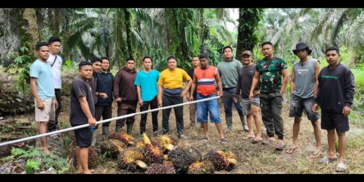 Sigap Berpatroli, Tim Keamanan PT Macan Sejahtera Cahaya Gagalkan Pencurian Sawit oleh OTK