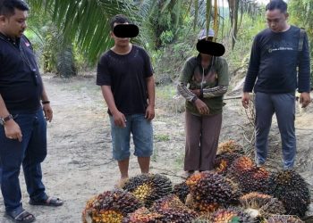 Tim Keamanan PT Macan Sejahtera Cahaya Gagalkan Aksi Pencurian Sawit, 2 Pelaku Diringkus