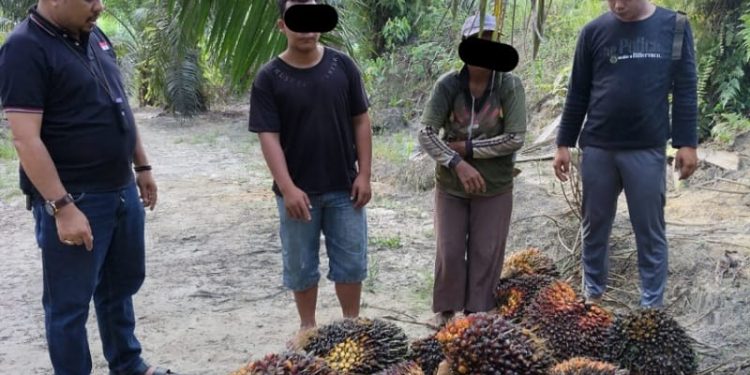 Tim Keamanan PT Macan Sejahtera Cahaya Gagalkan Aksi Pencurian Sawit, 2 Pelaku Diringkus