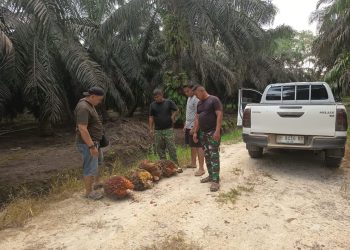Tim Keamanan PT Macan Sejahtera Cahaya Gagalkan Dua Aksi Pencurian Sawit dalam Sehari