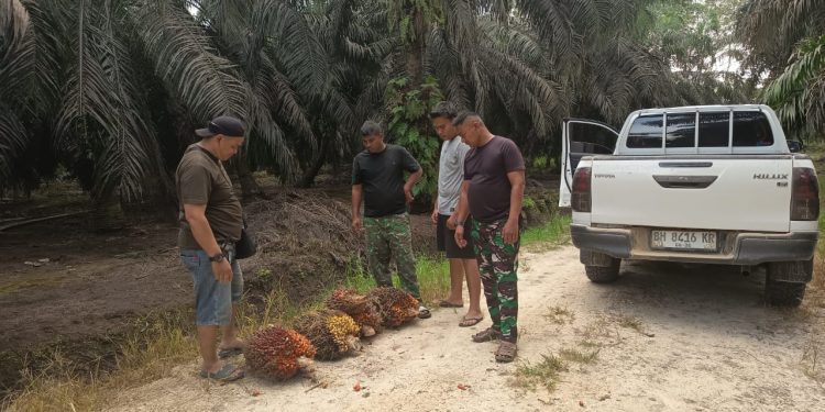 Tim Keamanan PT Macan Sejahtera Cahaya Gagalkan Dua Aksi Pencurian Sawit dalam Sehari