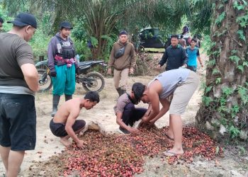 Kurang dari 24 Jam, Dua Aksi Pencurian Sawit Digagalkan Tim Keamanan PT Macan Sejahtera Cahaya