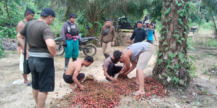 Kurang dari 24 Jam, Dua Aksi Pencurian Sawit Digagalkan Tim Keamanan PT Macan Sejahtera Cahaya