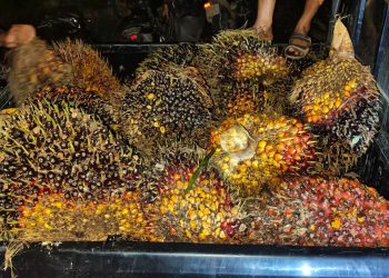 Kerja Bagus! Tim Keamanan PT Macan Sejahtera Cahaya Gagalkan Pencurian Ratusan Kilogram TBS