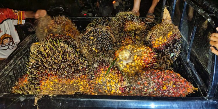 Kerja Bagus! Tim Keamanan PT Macan Sejahtera Cahaya Gagalkan Pencurian Ratusan Kilogram TBS