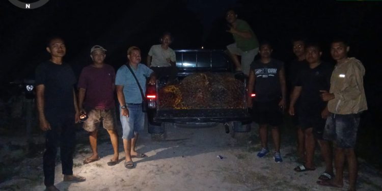 Tim Keamanan PT Macan Sejahtera Cahaya Kembali Gagalkan Pencurian Ratusan Kilogram TBS