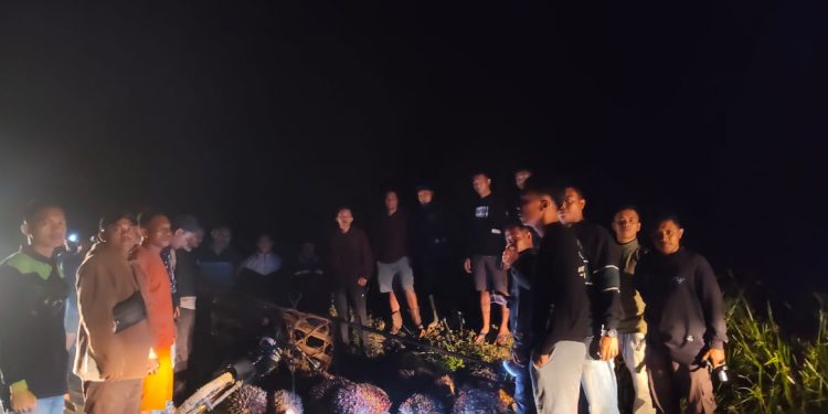 Sigap! Tim Keamanan PT Macan Sejahtera Cahaya Gagalkan Pencurian Sawit, 1 OTK Diamankan