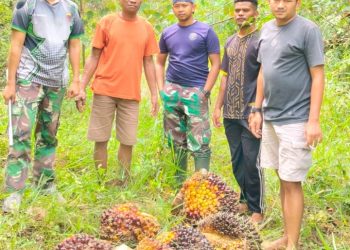 Aksi Cepat Tim Keamanan PT Macan Sejahtera Cahaya Gagalkan Pencurian Berondolan Sawit