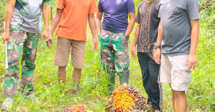 Aksi Cepat Tim Keamanan PT Macan Sejahtera Cahaya Gagalkan Pencurian Berondolan Sawit