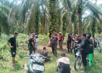 Tim Keamanan PT Macan Sejahtera Cahaya Gagalkan Pencurian Sawit, Satu OTK Berhasil Diringkus