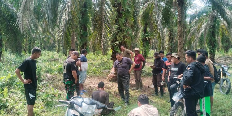 Tim Keamanan PT Macan Sejahtera Cahaya Gagalkan Pencurian Sawit, Satu OTK Berhasil Diringkus