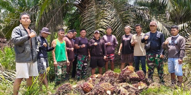 Aksi Pencurian Gagal, Satpam PT Macan Sejahtera Cahaya Selamatkan416 Kg TBS
